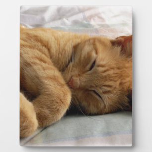 Sweet Dreams Fotoplatte