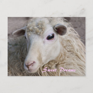 Sweet Dreams Postcard Postkarte