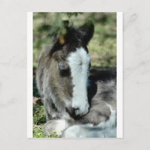 Sweet Dreams Postkarte