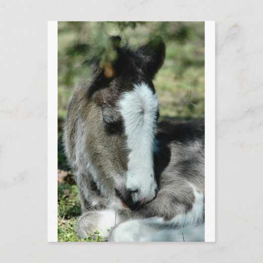 Sweet Dreams Postkarte (Vorderseite)