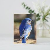 Sweet Eastern Bluebird Postkarte (Stehend Vorderseite)