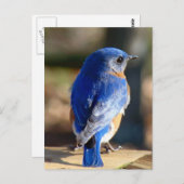 Sweet Eastern Bluebird Postkarte (Vorne/Hinten)