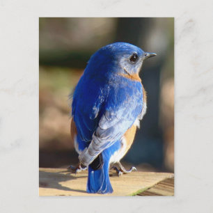 Sweet Eastern Bluebird Postkarte