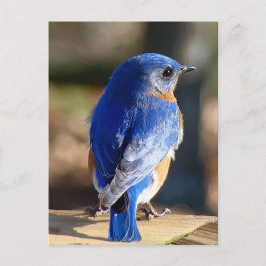 Sweet Eastern Bluebird Postkarte (Vorderseite)