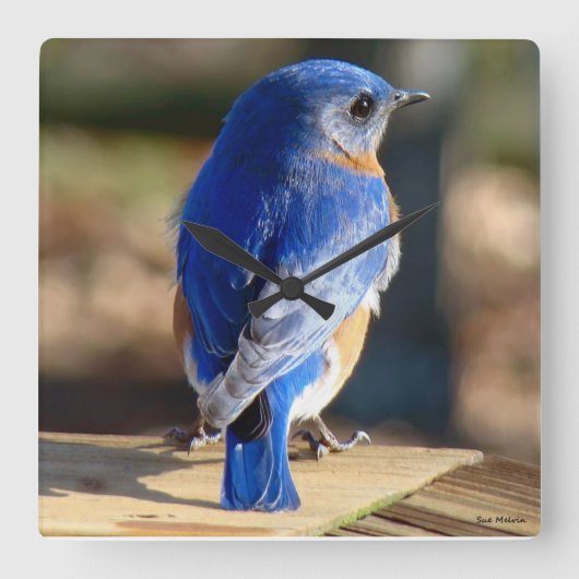 Sweet Eastern Bluebird Quadratische Wanduhr (Vorderseite)