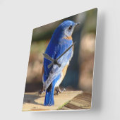 Sweet Eastern Bluebird Quadratische Wanduhr (Winkel)