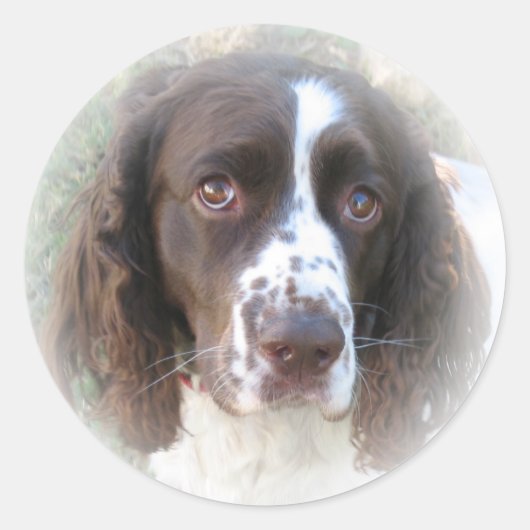 Sweet English Springer Spanel Stickers (Vorderseite)