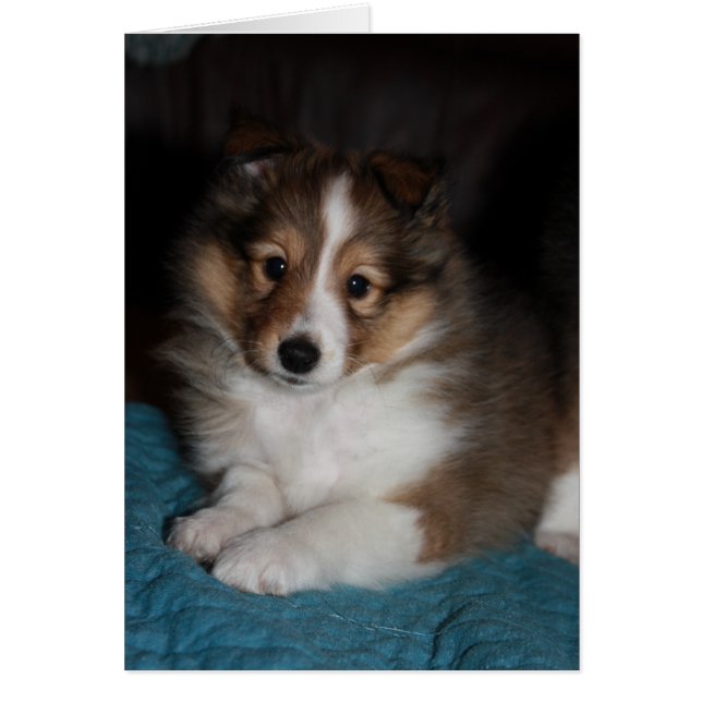Sweet Face Sheltie (Shetland Sheepdog) Welpe (Vorne)