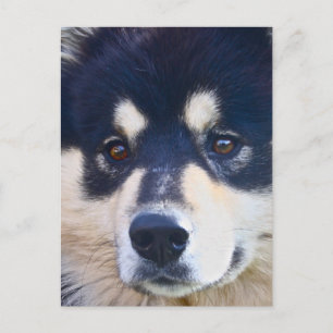 Sweet Finland Lapphund Postcard Postkarte