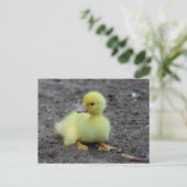 Sweet Fluffy Duckling Yellow Postkarte (Stehend Vorderseite)