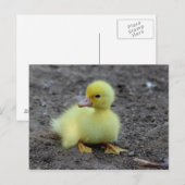 Sweet Fluffy Duckling Yellow Postkarte (Vorne/Hinten)