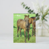Sweet Foal Postcard Postkarte (Stehend Vorderseite)