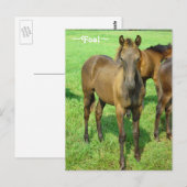 Sweet Foal Postcard Postkarte (Vorne/Hinten)