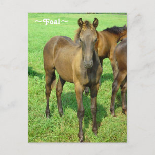 Sweet Foal Postcard Postkarte