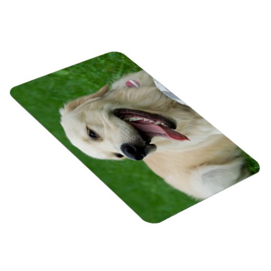 Sweet Friendly Labrador Magnet (Rechte Seite)