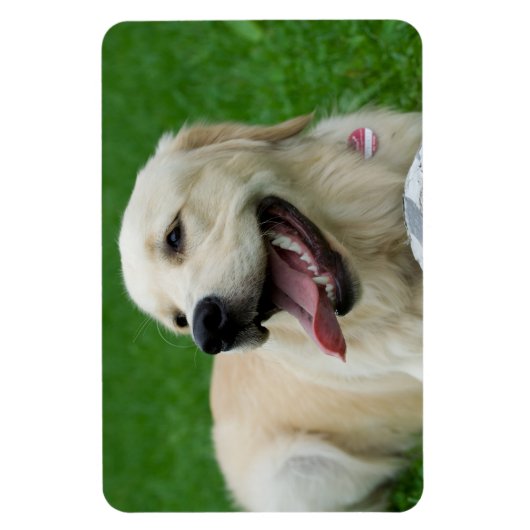 Sweet Friendly Labrador Magnet (Vertikal)