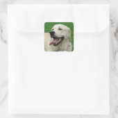 Sweet Friendly Labrador Quadratischer Aufkleber (Tasche)