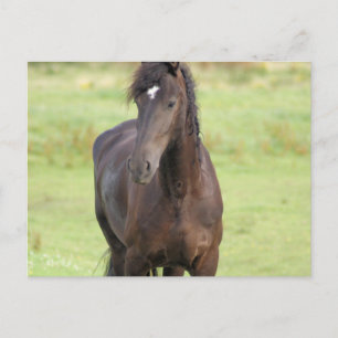Sweet Friesian Horse Postcard Postkarte