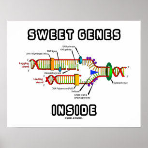 Sweet Genes Inside DNA Replication Spaß Poster