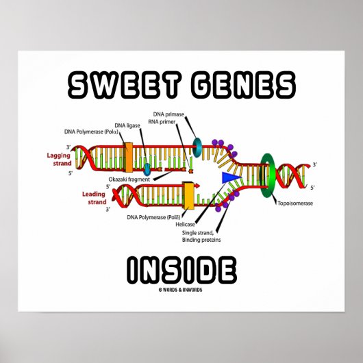 Sweet Genes Inside DNA Replication Spaß Poster (Vorne)