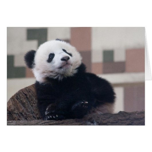 Sweet Giant Panda Baby (Vorderseite (Horizontal))