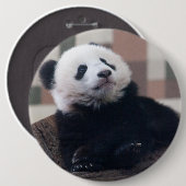 Sweet Giant Panda Baby Button (Vorne & Hinten)