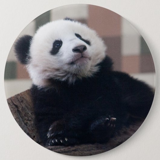 Sweet Giant Panda Baby Button (Vorderseite)