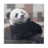 Sweet Giant Panda Baby Fliese (Vorderseite)