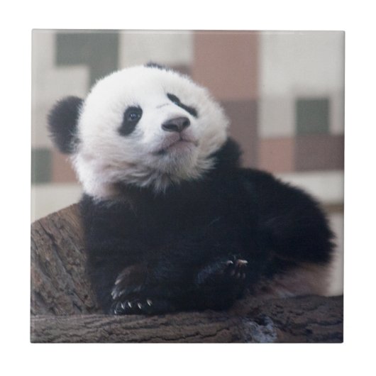 Sweet Giant Panda Baby Fliese (Vorderseite)