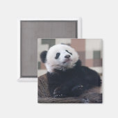 Sweet Giant Panda Baby Magnet (Vorderseite/Rückseite)