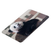 Sweet Giant Panda Baby Magnet (Linke Seite)