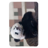 Sweet Giant Panda Baby Magnet (Vertikal)