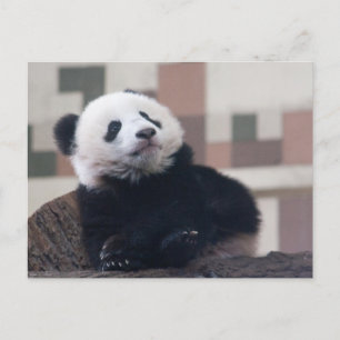 Sweet Giant Panda Baby Postkarte