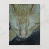 Sweet Ginger Kitty Asleep Postkarte (Vorderseite)