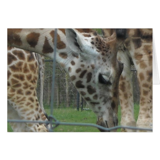 Sweet Giraffe (Vorderseite (Horizontal))