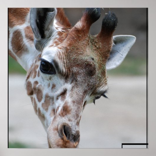 Sweet Giraffe Poster (Vorne)