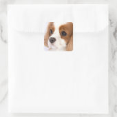 Sweet Girl Cavalier King Charles Spaniel Sticker (Tasche)
