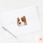 Sweet Girl Cavalier King Charles Spaniel Sticker (Umschlag)