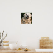 Sweet Golden Retriever Poster (Küche)