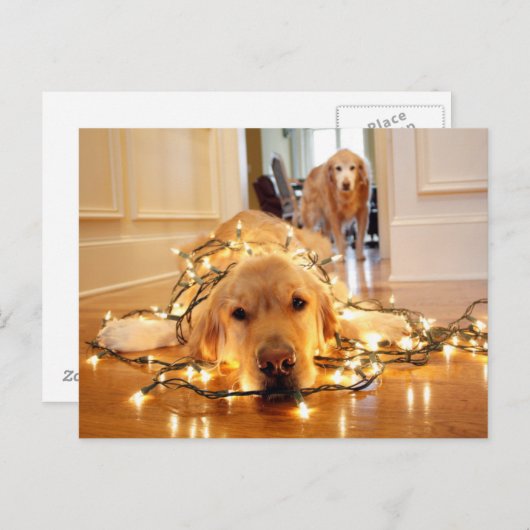 Sweet Golden Retriever verwirrt Postkarte (Vorne/Hinten)