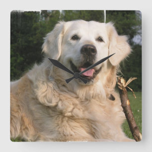 Sweet Golden Retriever Wall Clock Quadratische Wanduhr