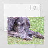 Sweet Great Dane Postcard Postkarte (Vorne/Hinten)
