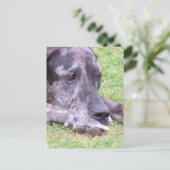 Sweet Great Dane Postcard Postkarte (Stehend Vorderseite)