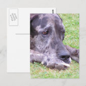 Sweet Great Dane Postcard Postkarte (Vorne/Hinten)