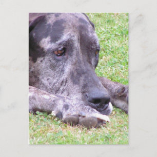 Sweet Great Dane Postcard Postkarte