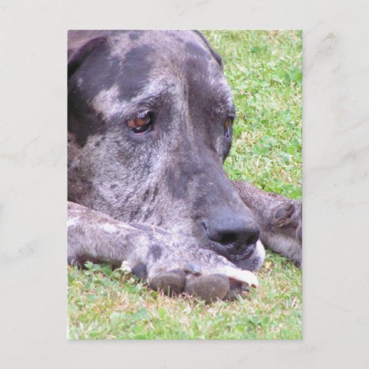 Sweet Great Dane Postcard Postkarte (Vorderseite)