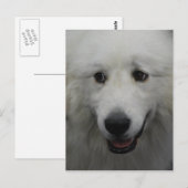 Sweet Great Pyrenäen Postkarte (Vorne/Hinten)