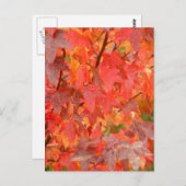 Sweet Gum Blätter Postkarte (Vorne/Hinten)