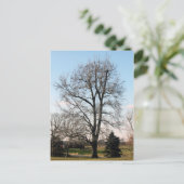 Sweet Gum Tree Postkarte (Stehend Vorderseite)