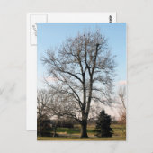 Sweet Gum Tree Postkarte (Vorne/Hinten)